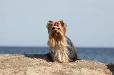 YORKSHIRE TERRIER 276